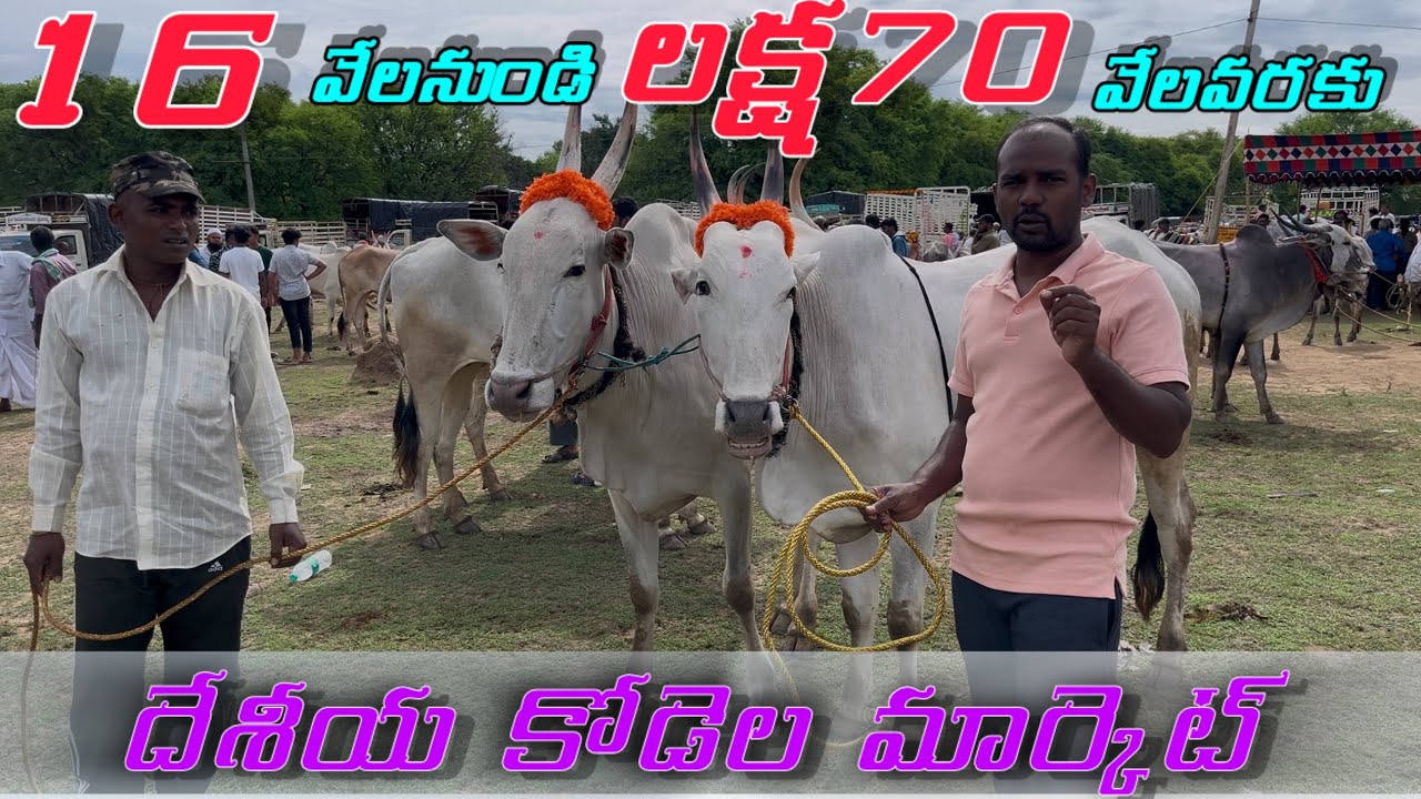 Bull's & cow market // Punganuru // #@lksa1506