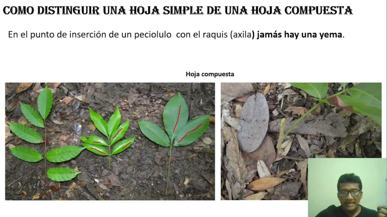¿Como diferenciar una hoja simple de una hoja compuesta