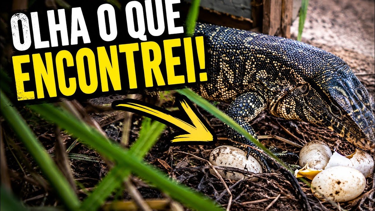 Largato comendo ovos de filmagem de perto 