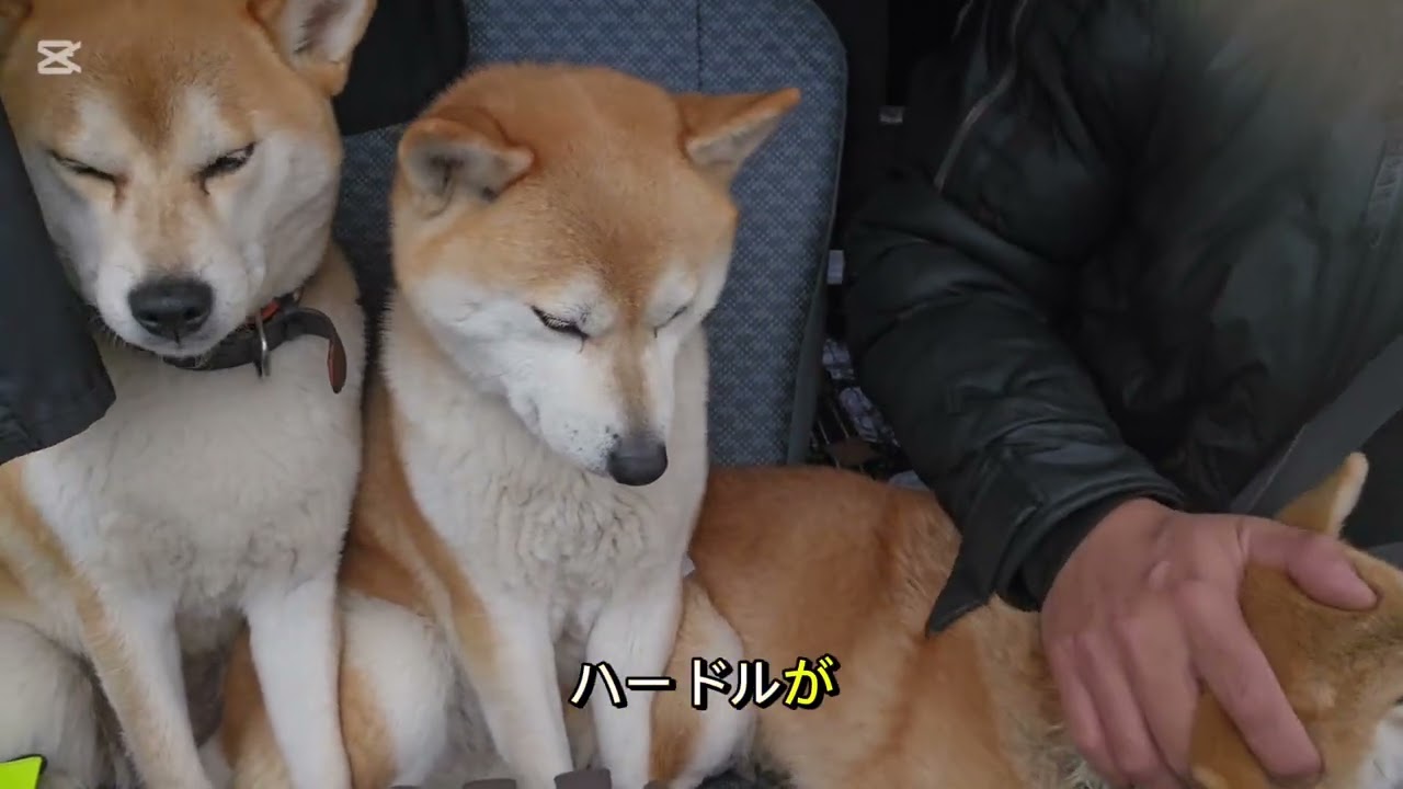 柴犬物語　保護犬の成長　ちょい話