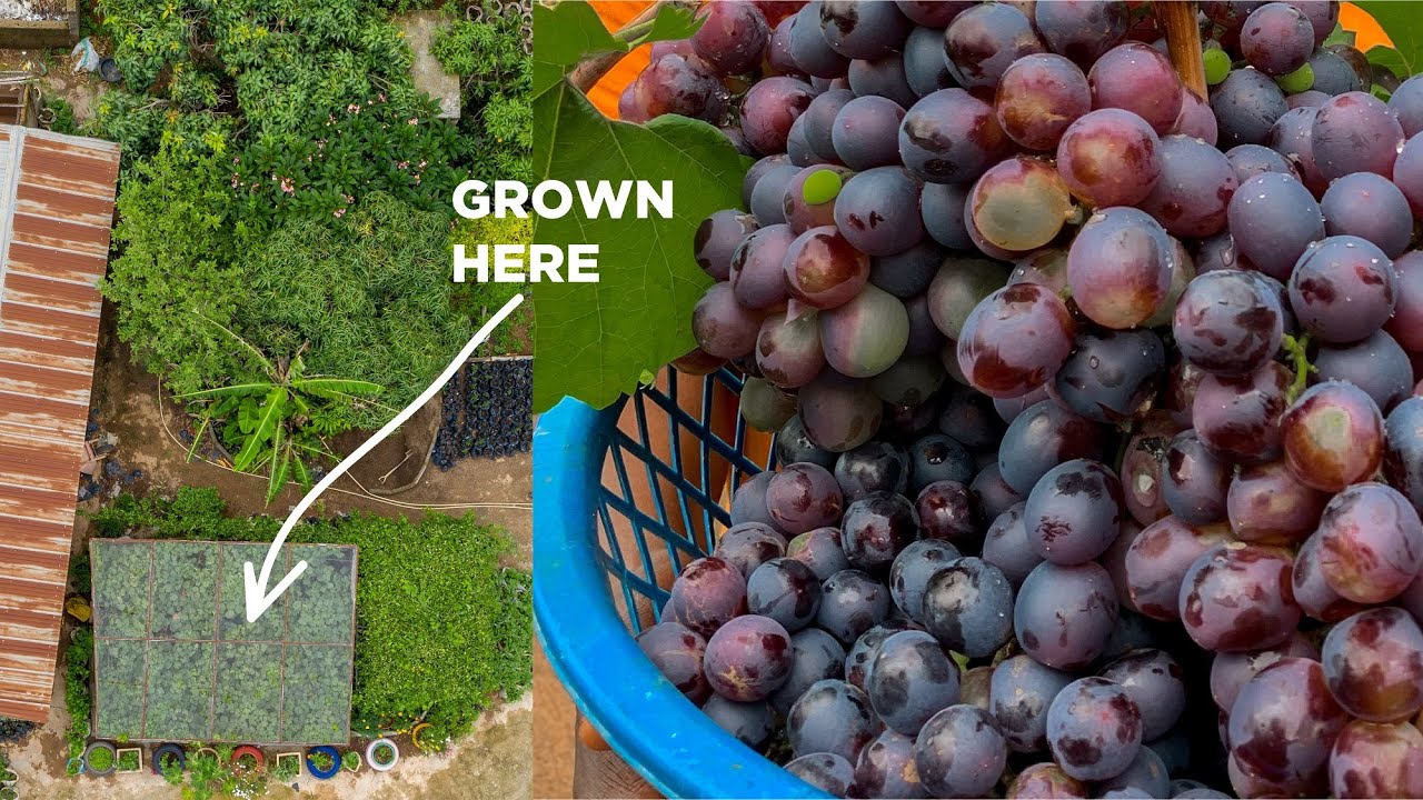 I found a farmhouse that grows the most exotic fruits in Nigeria!