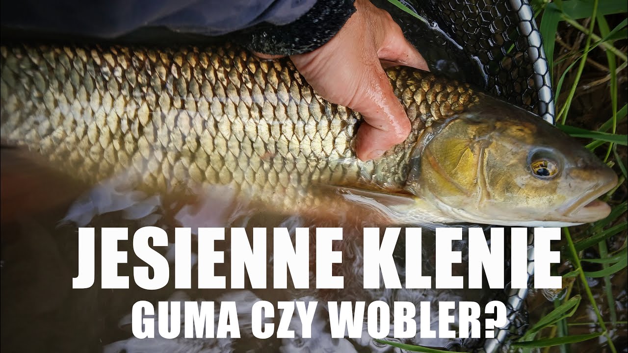 Jesienne klenie - guma czy wobler? Sprawdzam na co złowię więcej ryb.