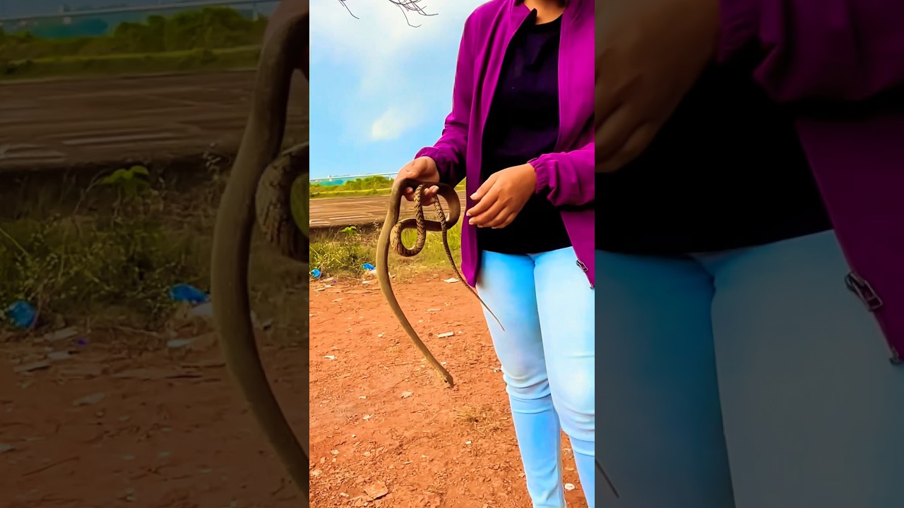 Snake | Rat snake | TheNits | #youtubeshorts #reels #youtube #snake #ytshorts #animals #love