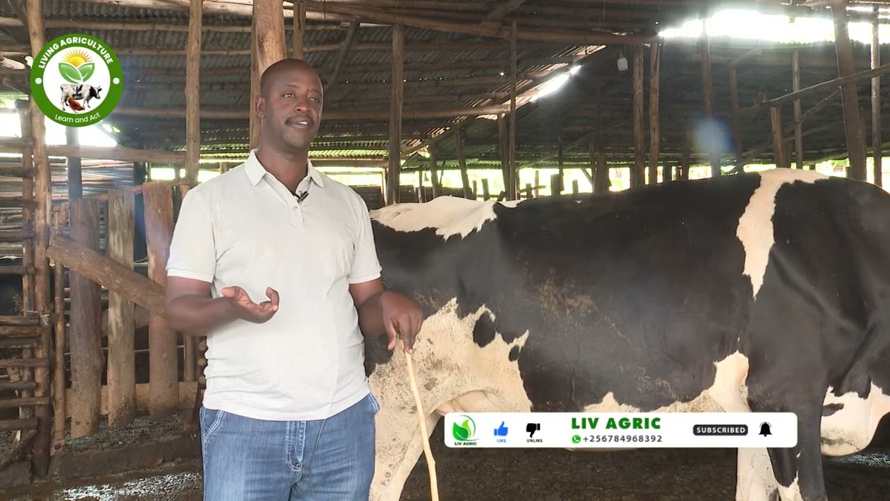 “Start Small. Use Less. Just 2 Cows.” Guide For Beginners  M.M.T Clergy dairy farm  PART 2