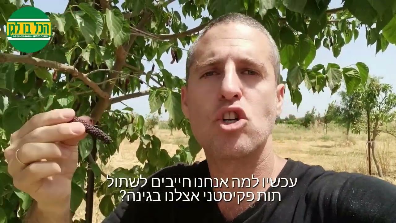 עץ תות פקיסטני פרי טעים וקל לגידול