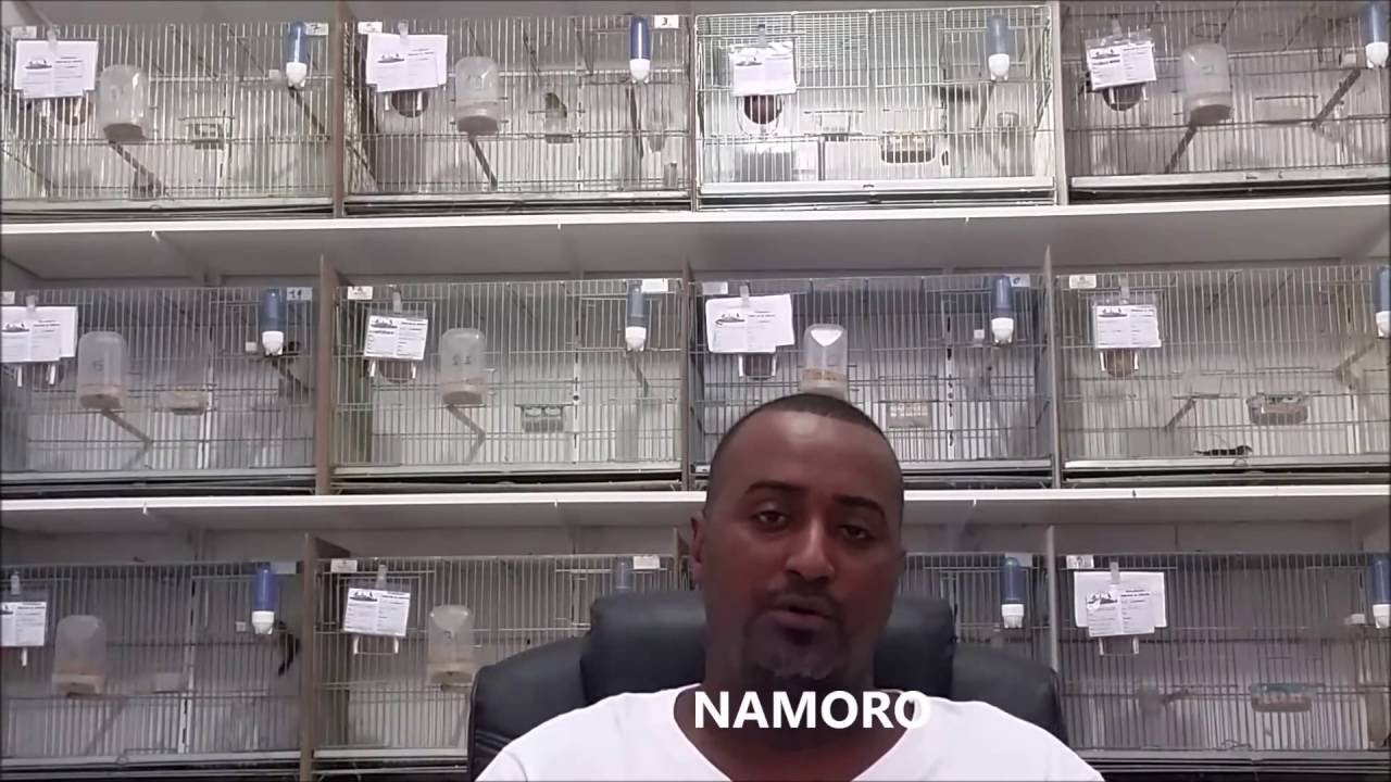 FÊMEA NÃO PEDE GALA