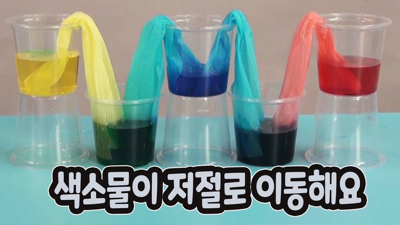 모세관현상에 의해 색소물이 저절로 이동합니다_  키친타올을 타고 흐르는 색소물