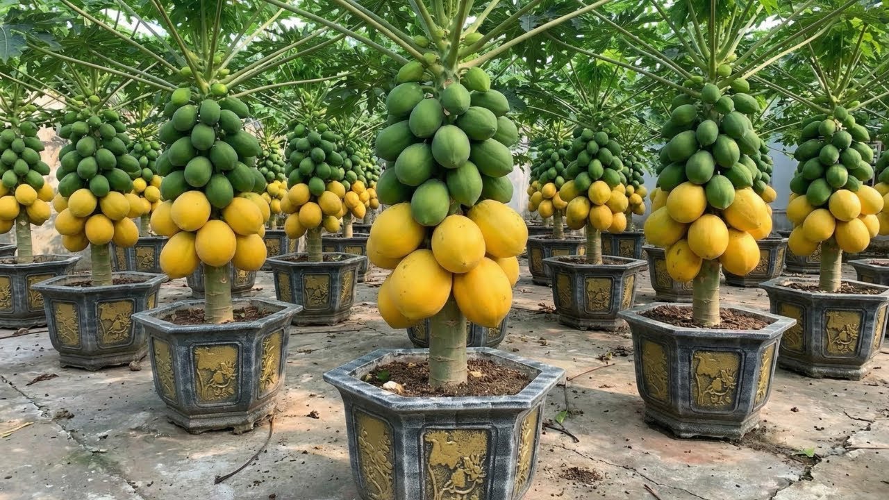 How to Propagate Super Dwarf Papaya Plants | Easy & Effective