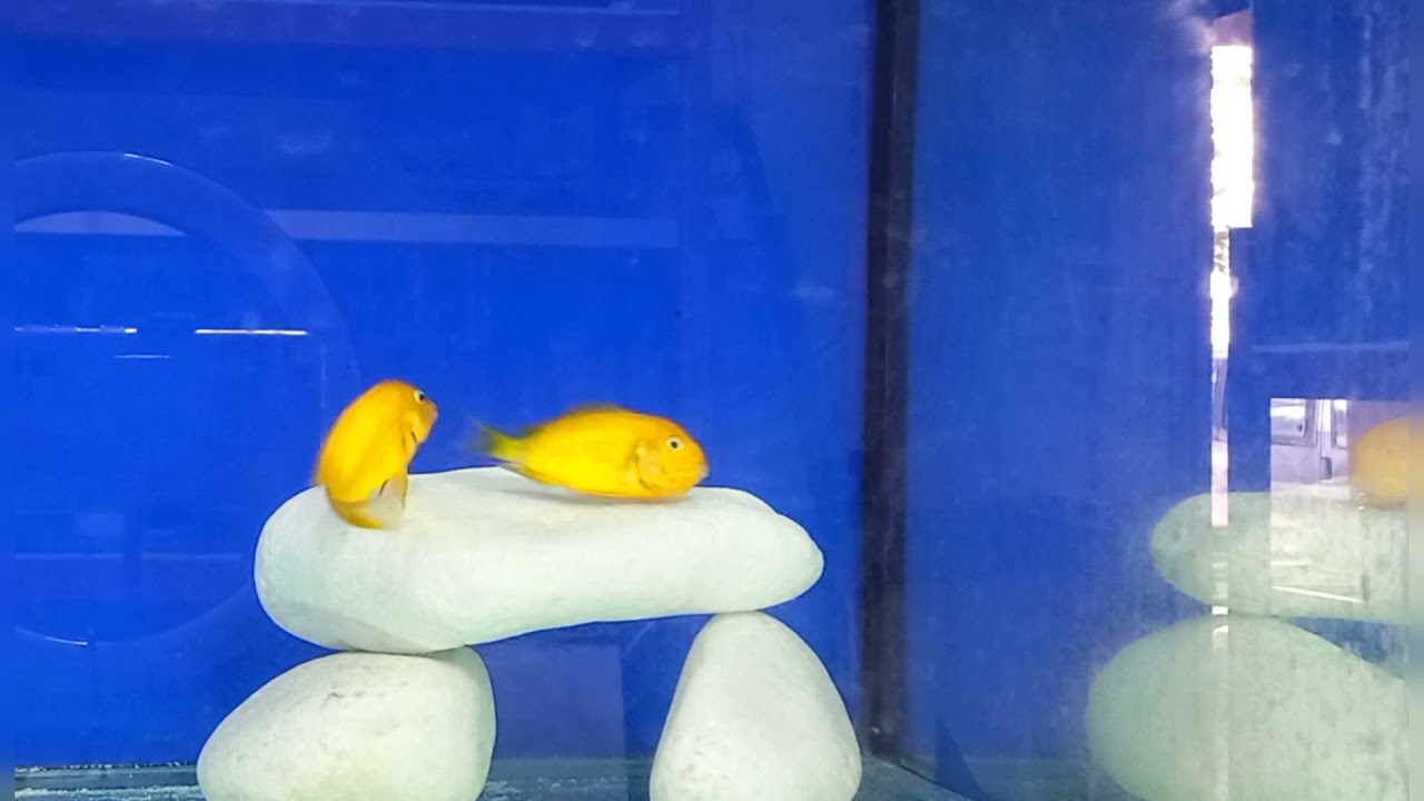 tropheus kriza gold çiftleşme ( yumurta alma )