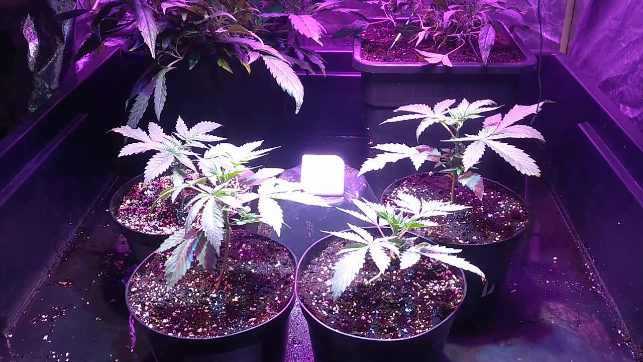 Nowa lampa w szeregach Zielonego Capsuy ; PHILZON 1500W z trzema CREE COB LEDS