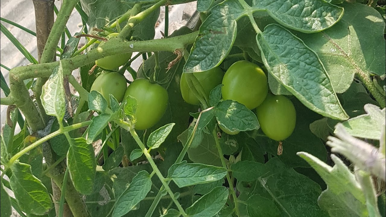 Tomato 🍅