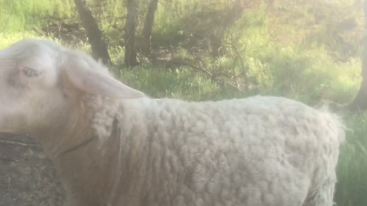 Sheep are actually pretty intelligent here&rsquo;s proof