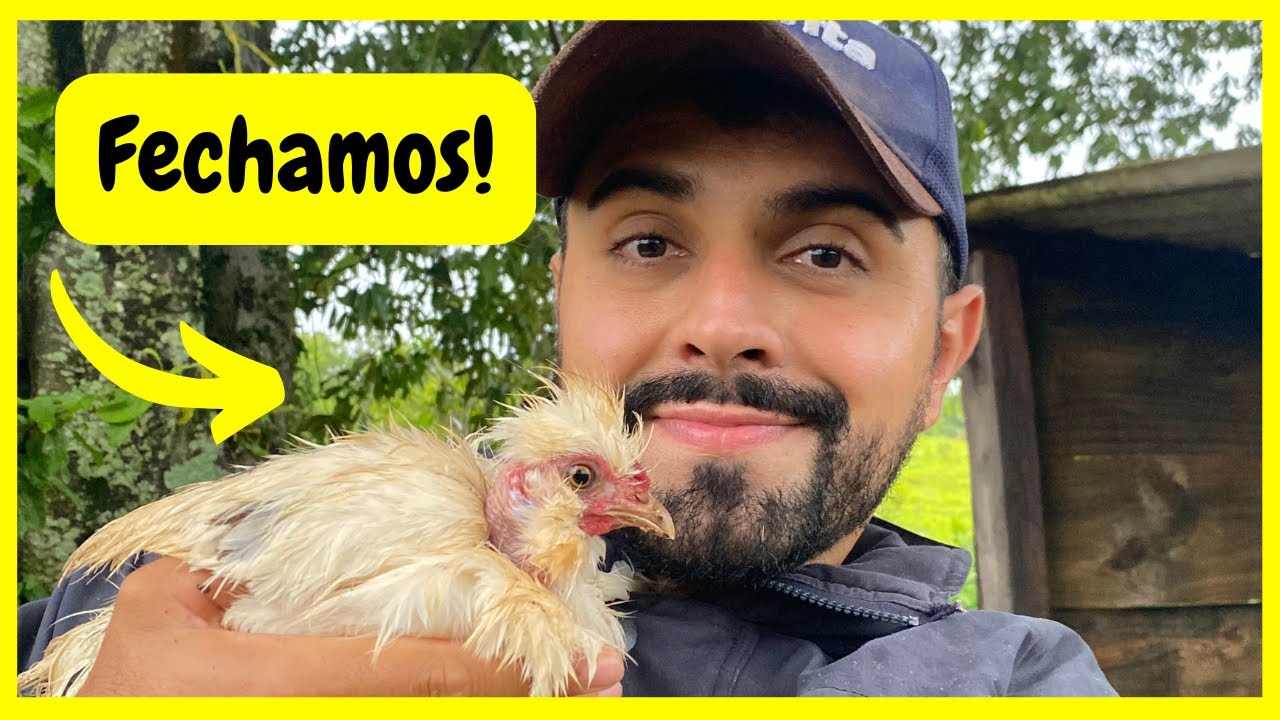 Novo Ataque; Fechamos Todas nossas Galinhas Sedosas | Gutejando 