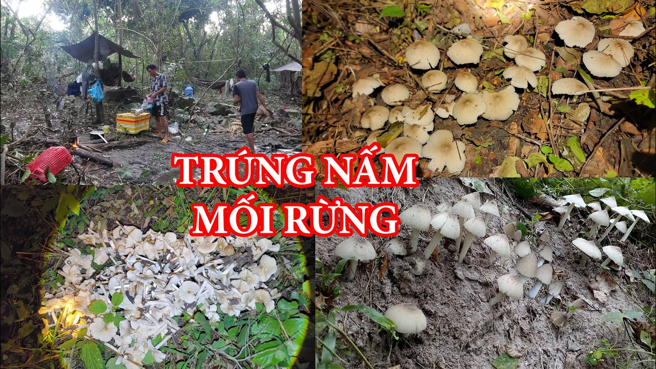 SĂN GÀ RỪNG NGỦ RỪNG TRÚNG NẤM MỐI