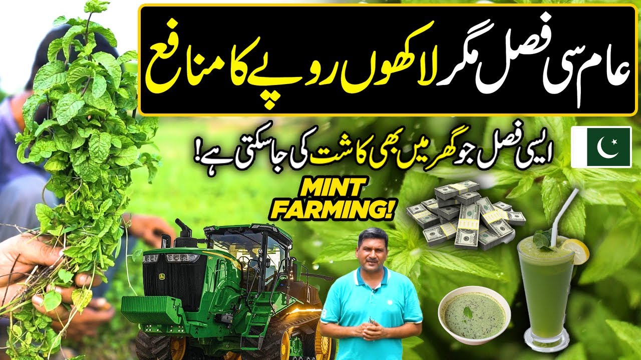 MINT (Podina) Farming | Ordinary But Profitable Crop | Kissan Ka Pakistan