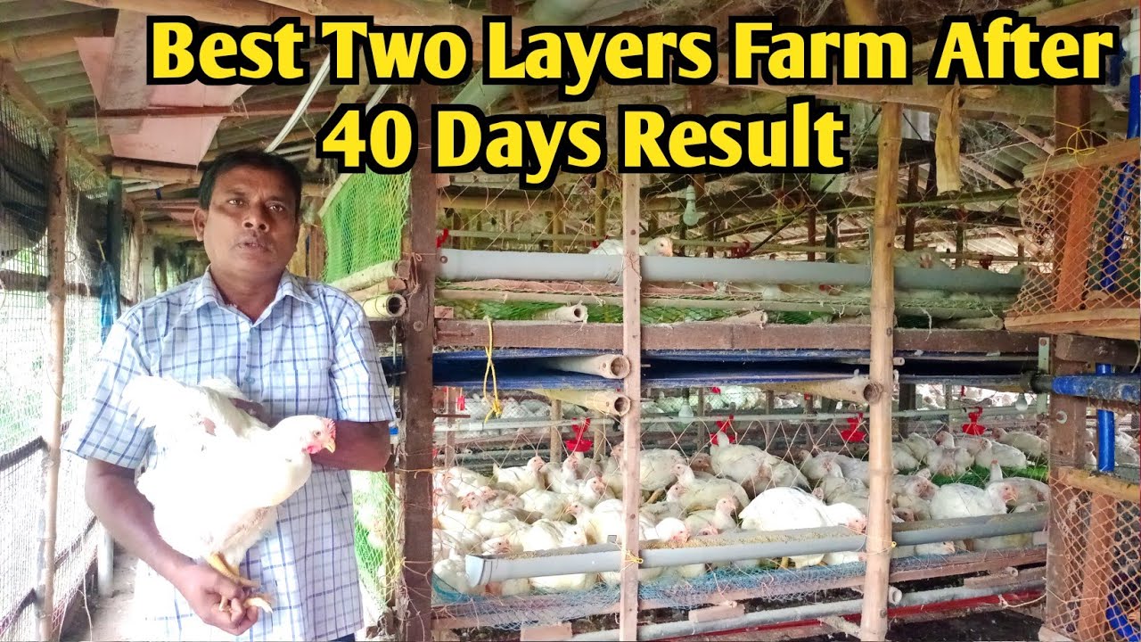 सबसे अच्छा दो मंजिला फार्म में 40 दिन का रिजल्ट || Two Layers Farm 40 Days Result 