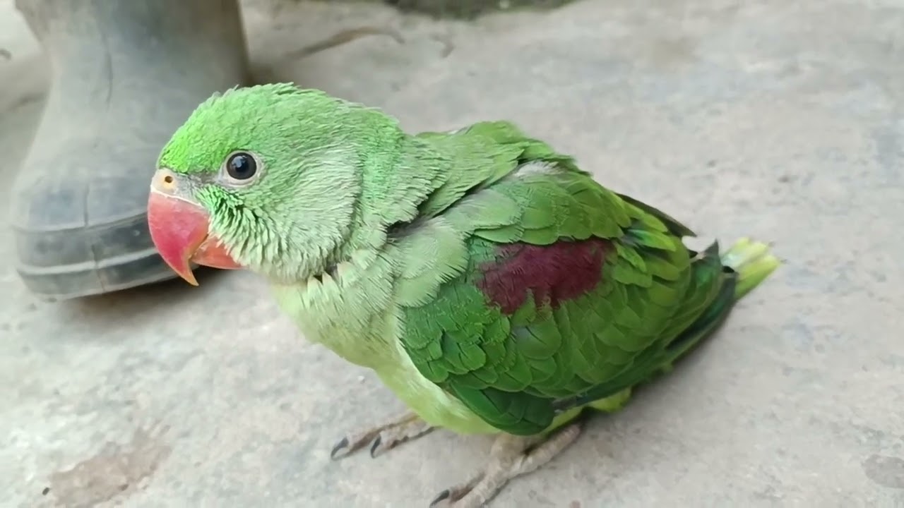 किस सोच में पड़ गए हो मिठु 😍🦜❤ || #loveyouleo #parrot #talkingparot #babyparrot #cute #love 2026