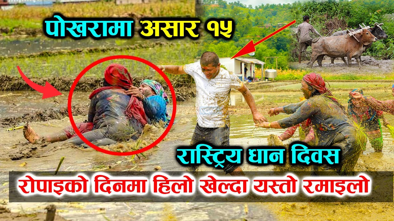 पोखरामा हिलो छेप्दै दिदि बहिनिको रमाइलो हेर्नुस । Asar 15 | Dahi Chiura | The best Dhan Ropai Nepal