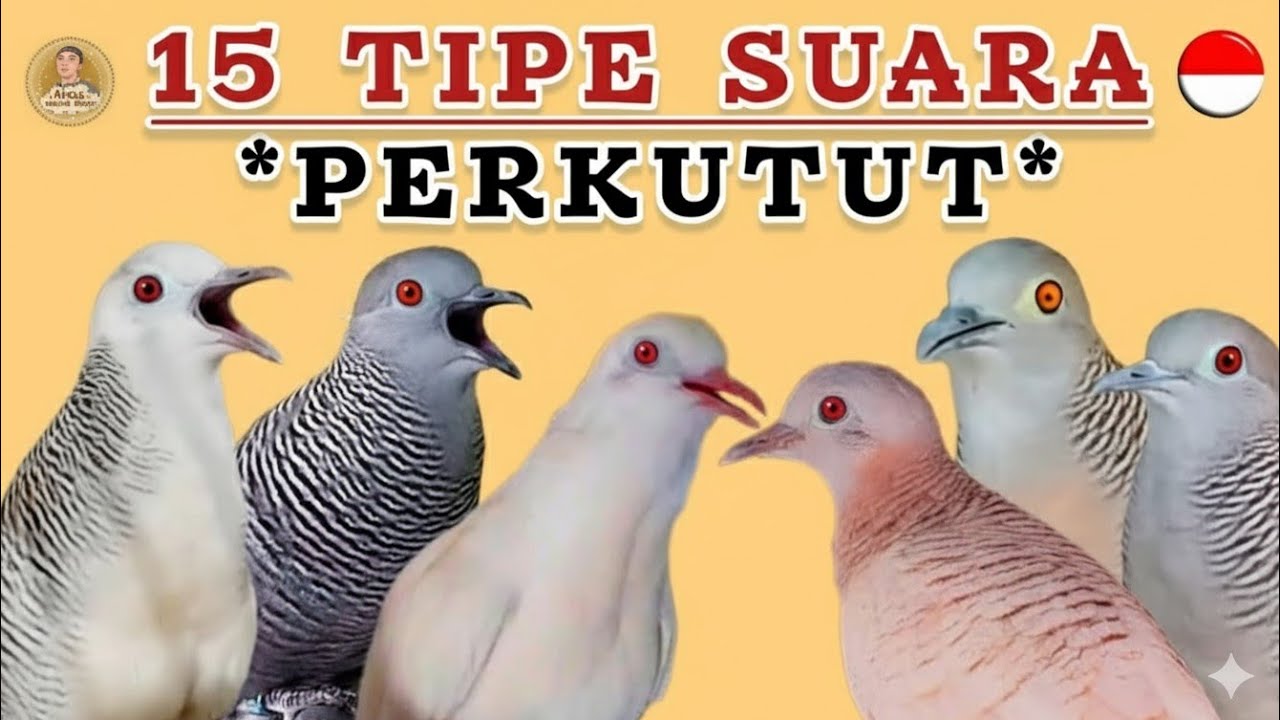 15 Macam Tipe Suara Perkutut Gacor ‼️ Manakah Yang Paling Bagus Menurut Anda Lur ?
