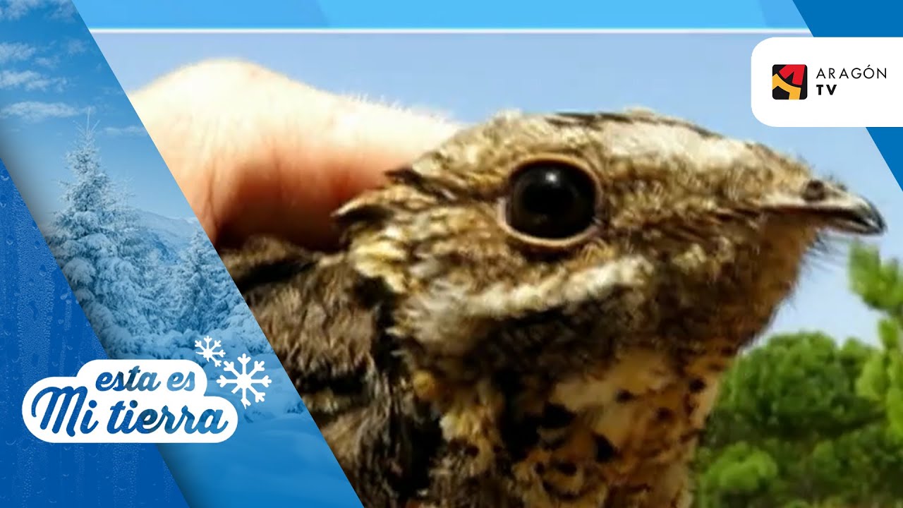 Las aves también tienen canas