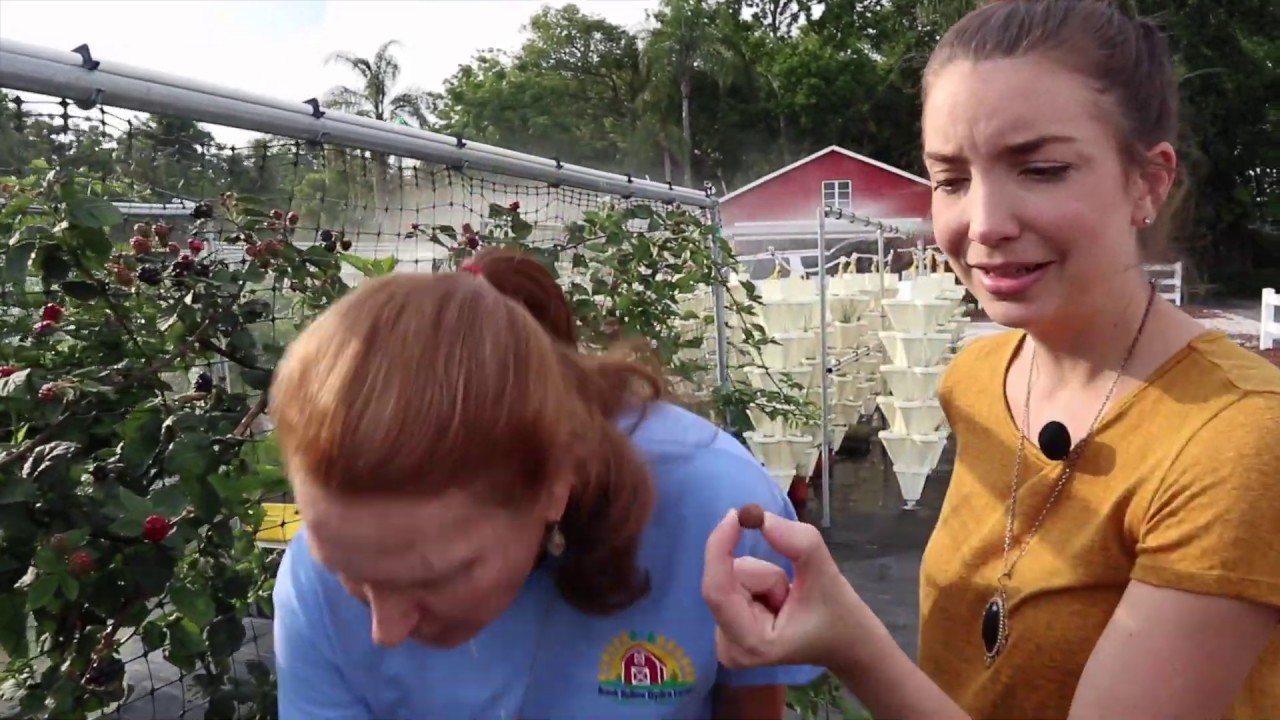Hydroponic Farm Tour