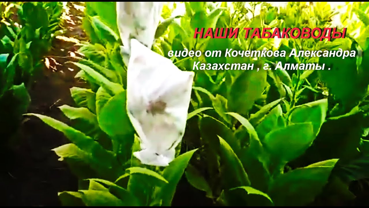 Наши табаководы, видео от Александра ( Казахстан, г. Алматы).