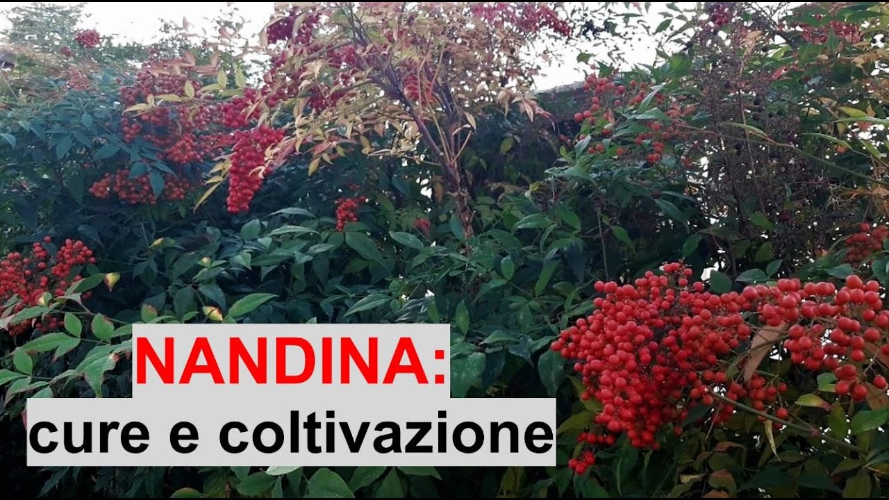 Coltivare la NANDINA (Bambù sacro) - W&A Gardens: orto e giardino