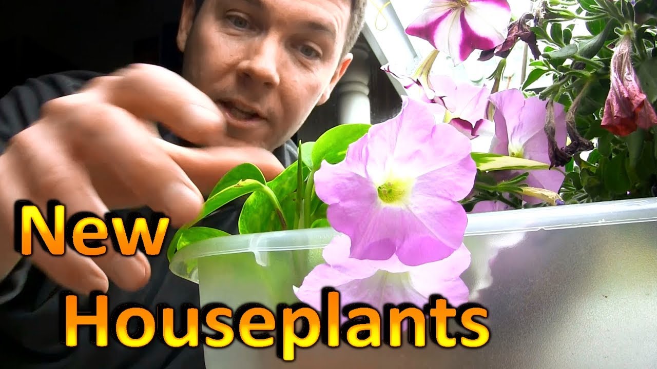 New Indoor House Plants | Golden Pothos, Petra Croton, and Orchids