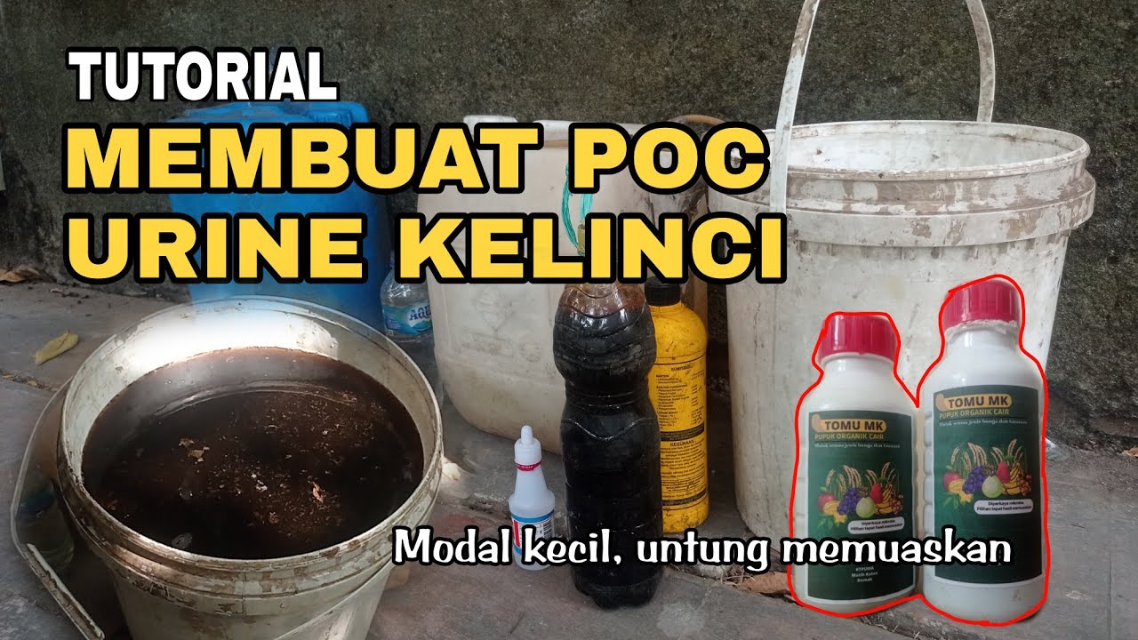 Cara Membuat Fermentasi POC dari Urine Kelinci || KTPUMA