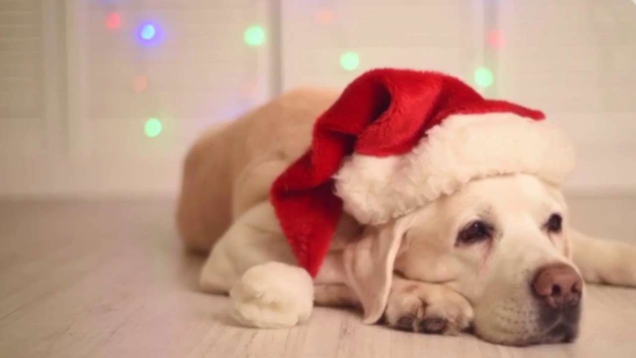 A Sad Pup without his SUP...
