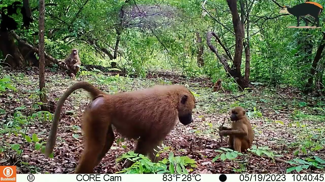 La faune du futur Parc National de Pinselli-Soyah-Sabouyah en Guinée