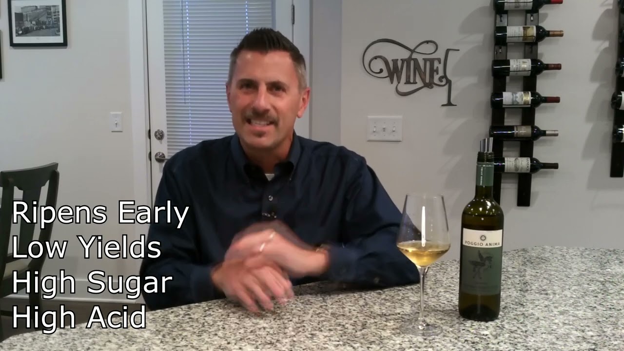 Pecorino - Know Wine In No Time
