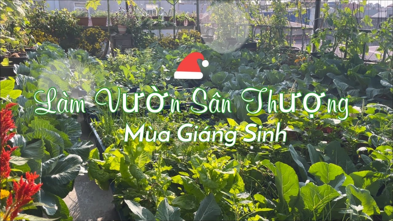 057 LÀM VƯỜN SÂN THƯỢNG MÙA GIÁNG SINH, hãy cùng mình trồng hoa, chăm ong, thu hoạch và ngắm rau nha