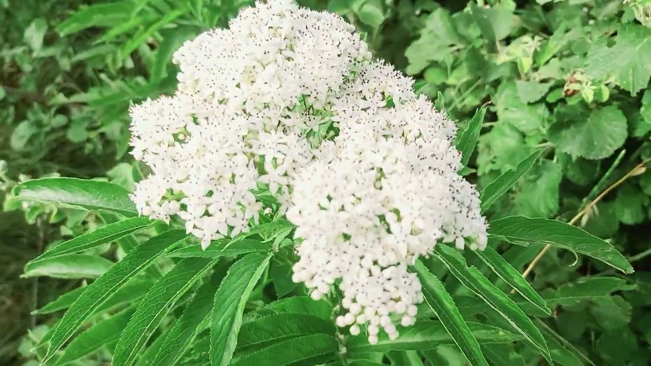 &lrm;@New things in nature&nbsp; Sambucus ebulus,dwarf elder,qingla(1)