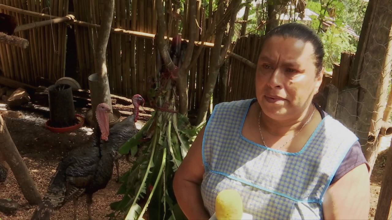 Veracruz Agropecuario - Cría de Gallinas de Traspatio