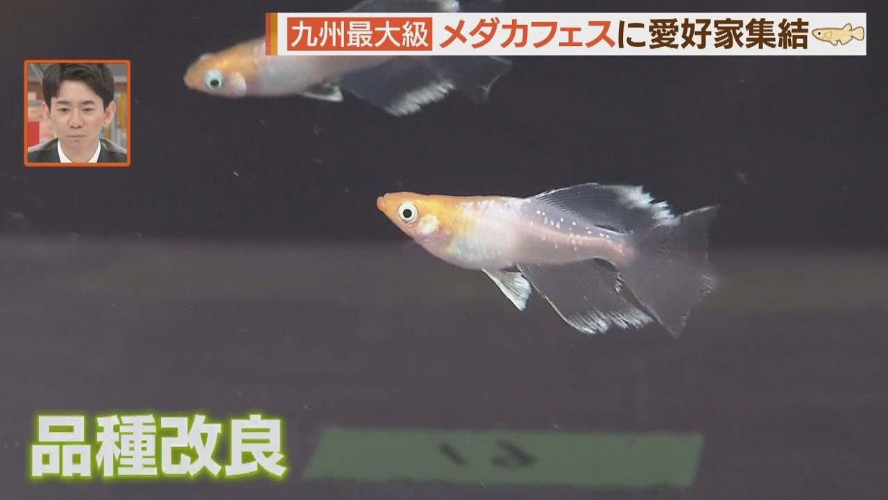 九州最大級フェス　“高級メダカ”ペアで１０万円も！【シリタカ】