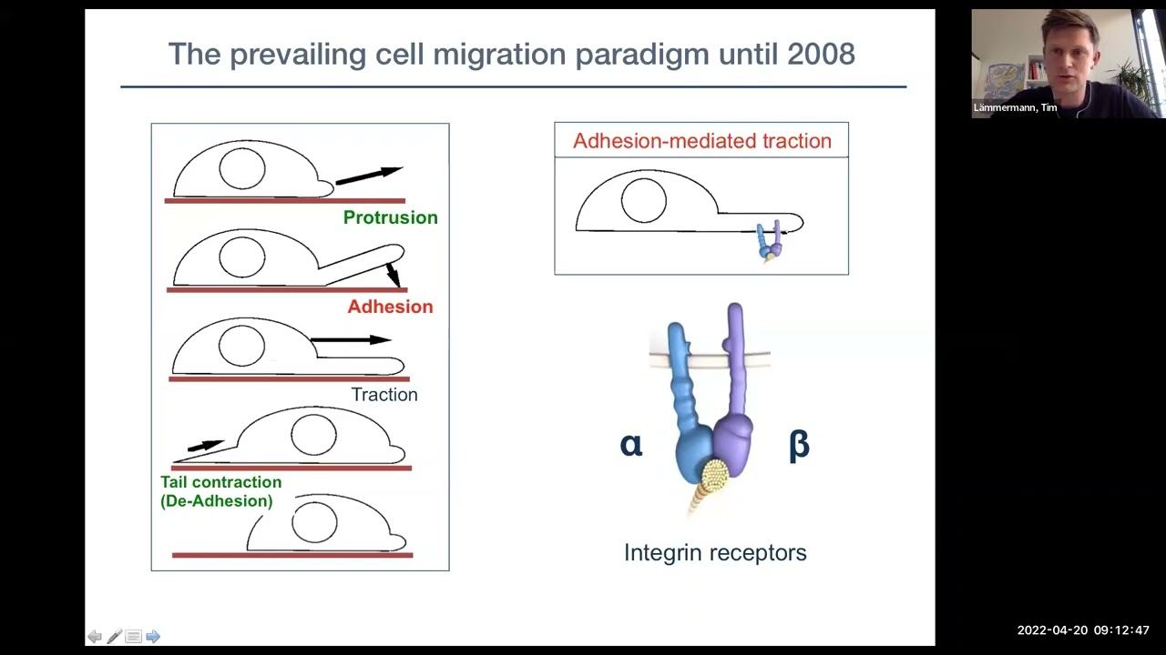 How neutrophils navigate in inflamed and infected tissues by Dr. Tim Lammermann