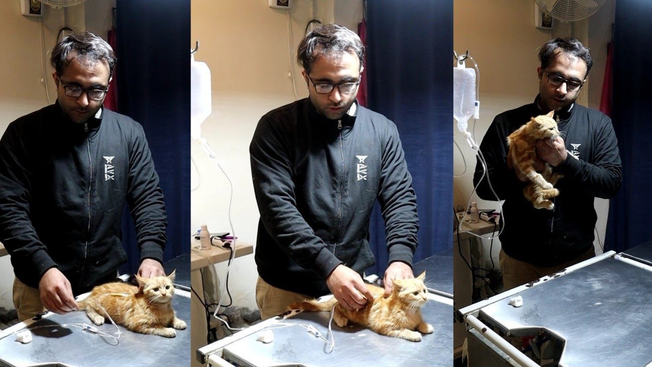 How to give drip to a cat at home without going to vet clinic
