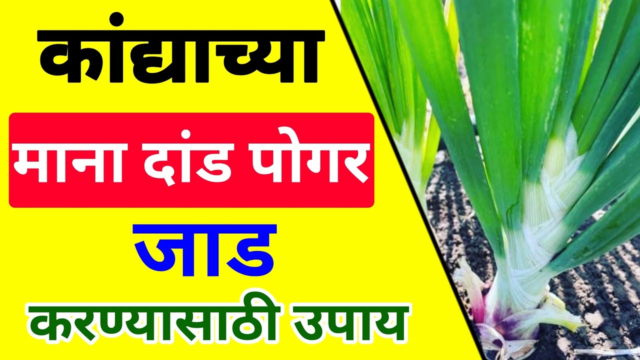 कांदा पिकाच्या माना दांडा जाड होण्यासाठी उपाय | kanda pik niyojan | कांदा लागवड | kanda man jad