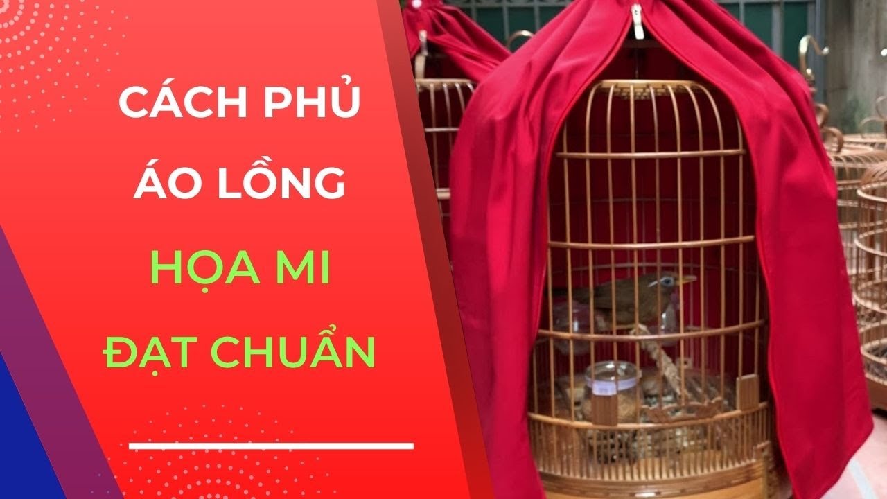 Cách phủ áo lồng cho họa mi đạt chuẩn