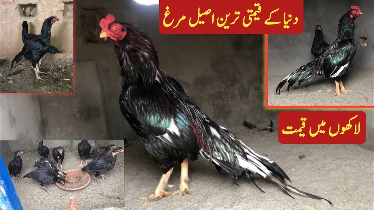 Aseel Murga Breeding Setup Vlog 🐣🐓