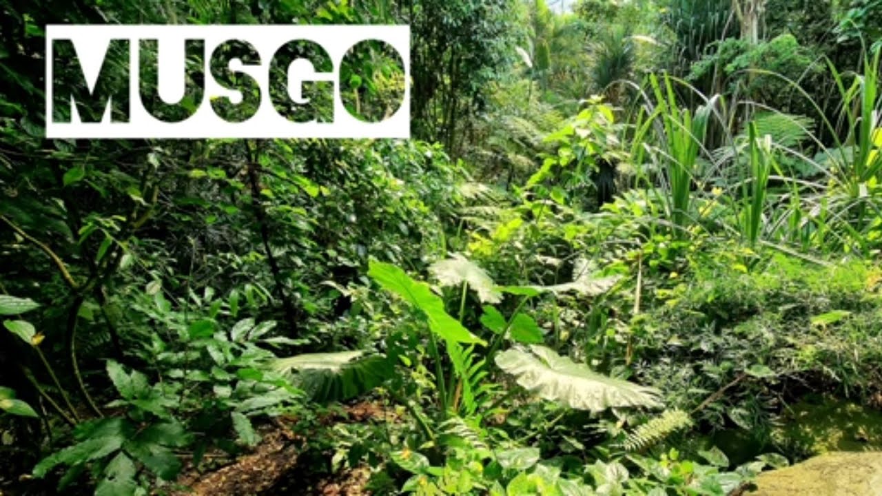 Como cultivar musgo para un terrario humedo