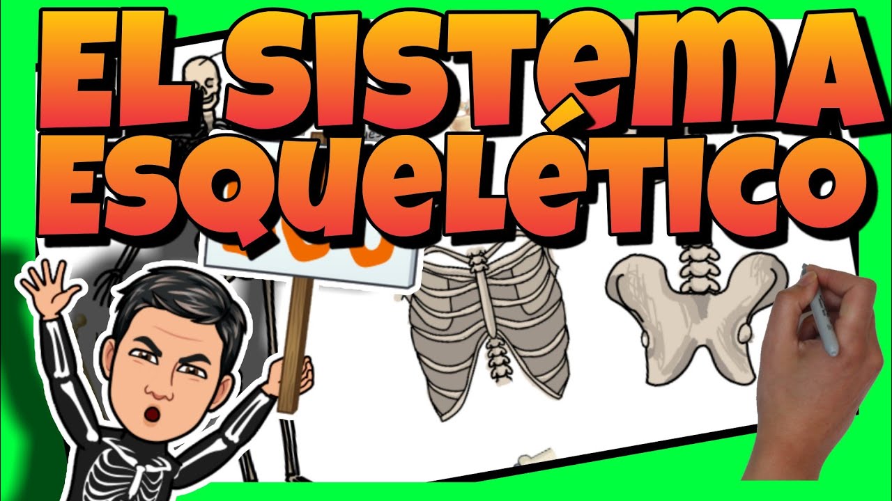 ☠ El SISTEMA &Oacute;SEO o ESQUEL&Eacute;TICO para NI&Ntilde;OS de PRIMARIA