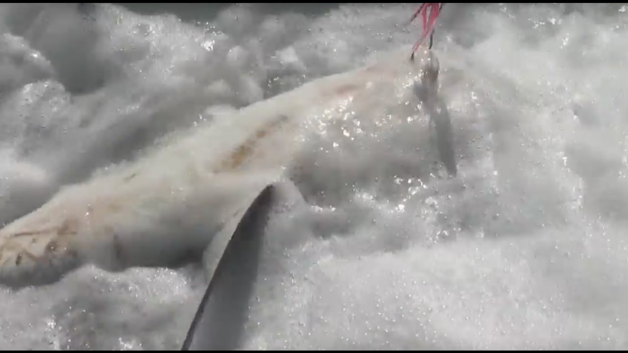 Fishing for Grey Sharks at Fransmanshoek | Shark Fishing South Africa | ASFN Rock & Surf