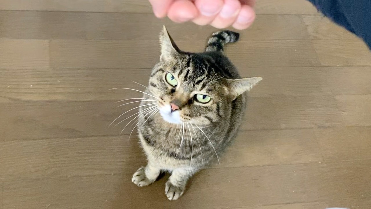 飼い主の言うことを完全に理解している従純な天才猫...