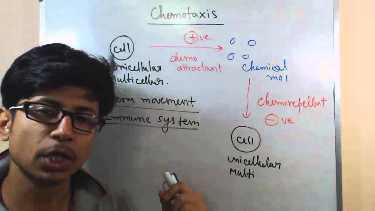 Chemotaxis