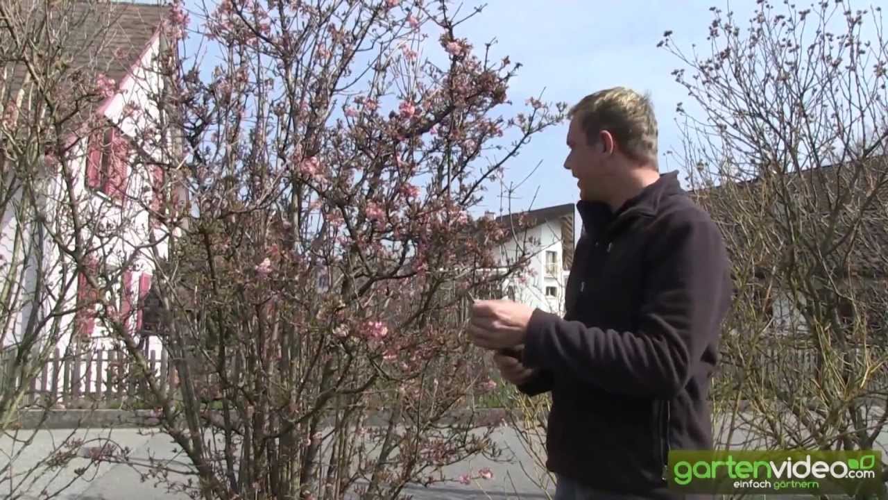 Wie schneide ich Winterschneeball (Viburnum)