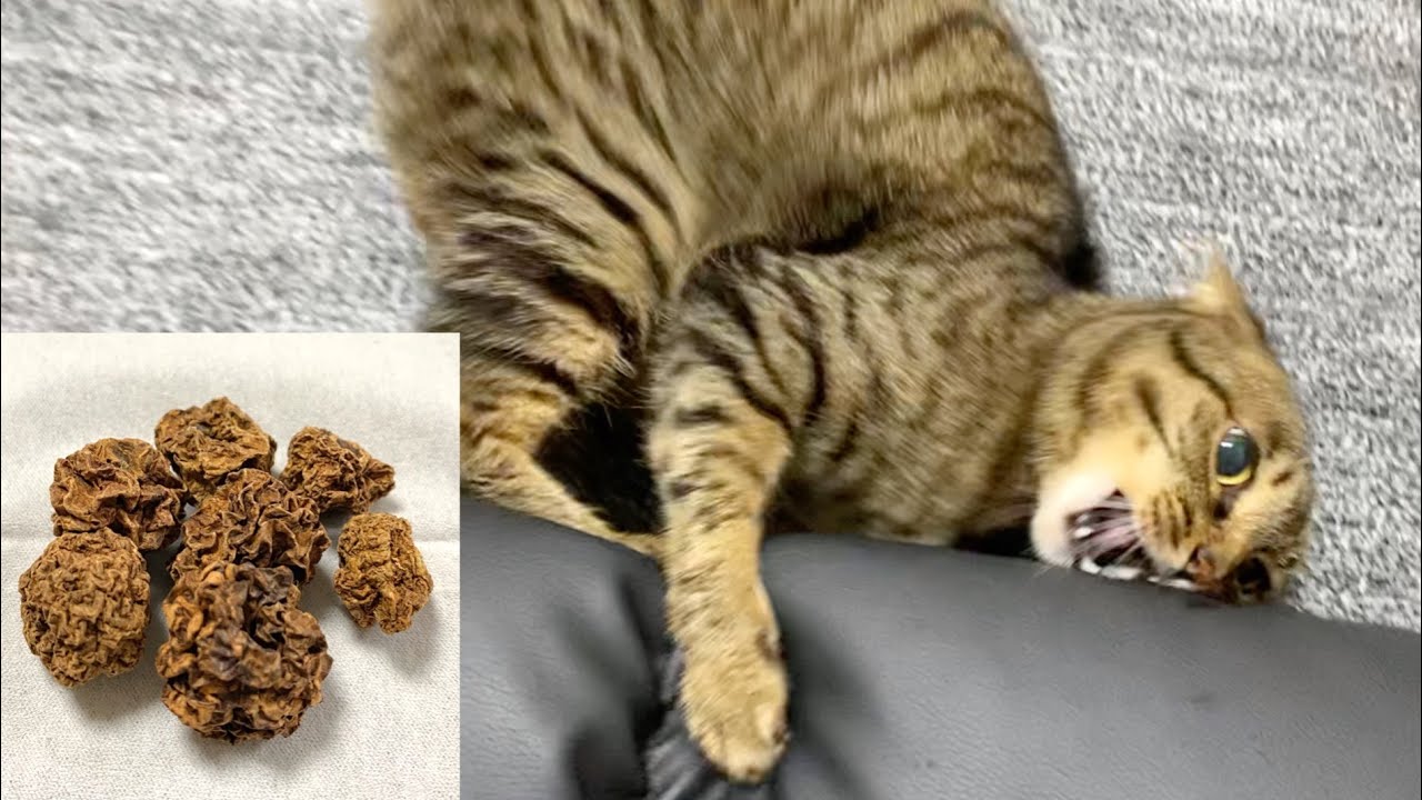 【閲覧注意】またたびの実を猫に与えたら最悪の結果に...