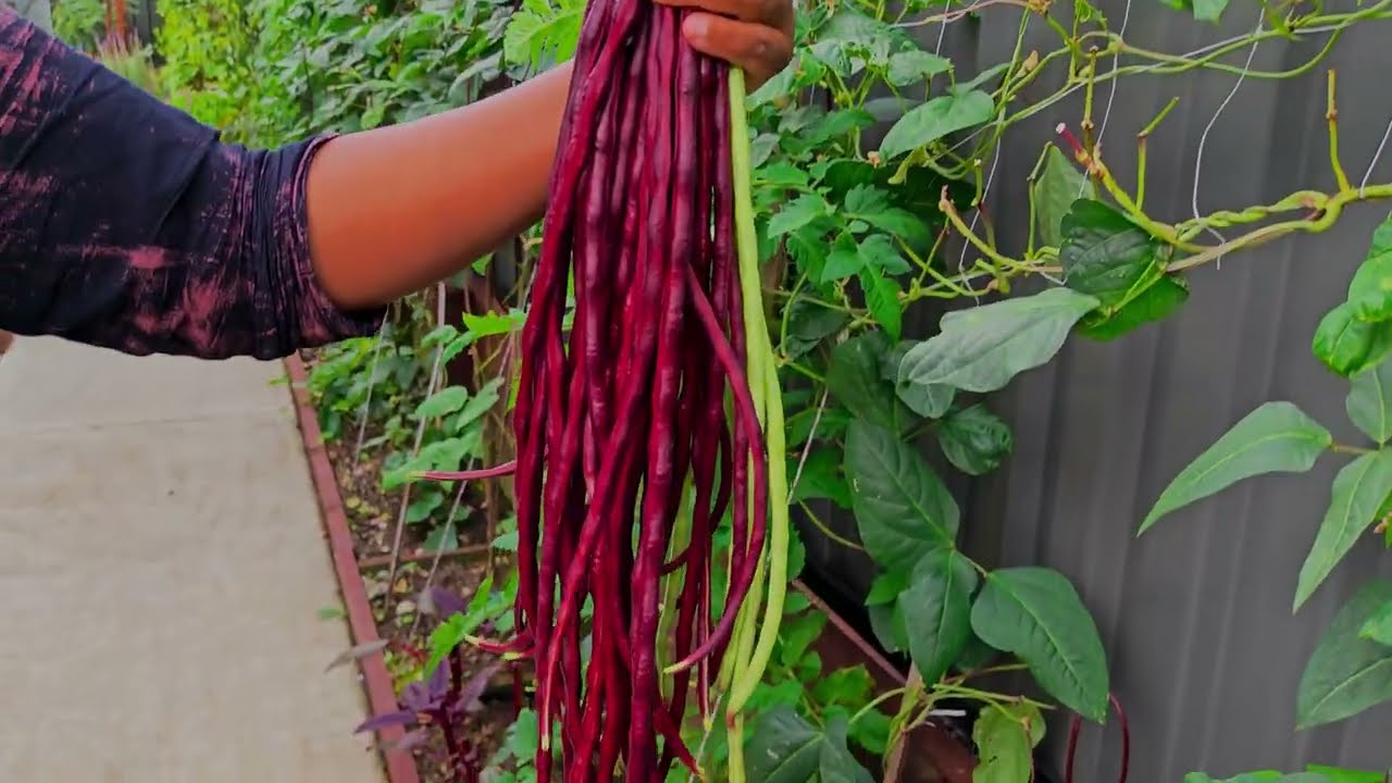 Our harvest # garden#shorts