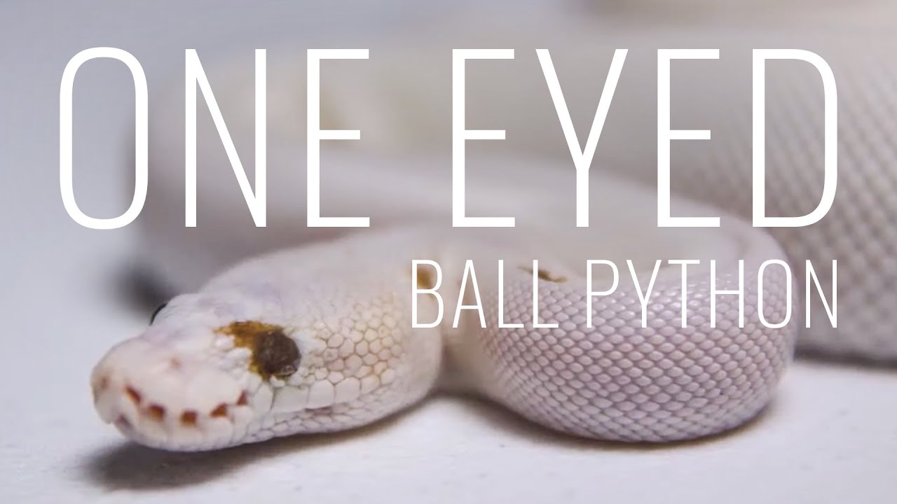 Say Hello to the ONE EYED, Blue Eyed Leucistic Ball Python